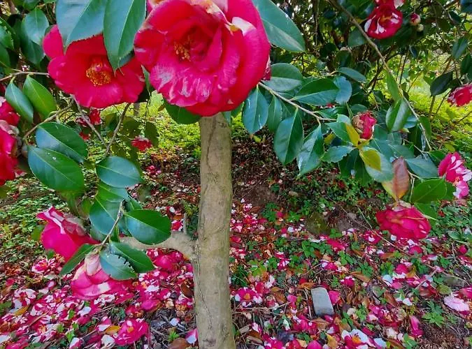 La Casa Delle Camelie 斯特雷萨