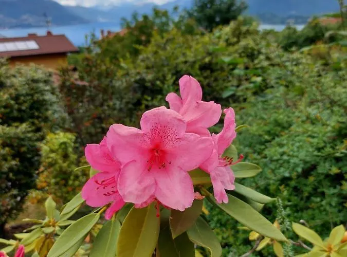 La Casa Delle Camelie Holiday home